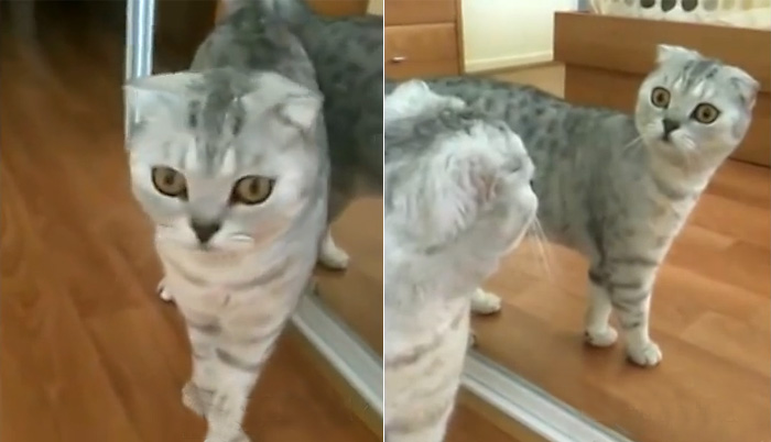 Новый видео-блокбастер: удивленный кот