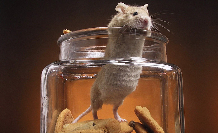 Мышка, пытаясь унести печеньку, невольно заставила задуматься очень многих.