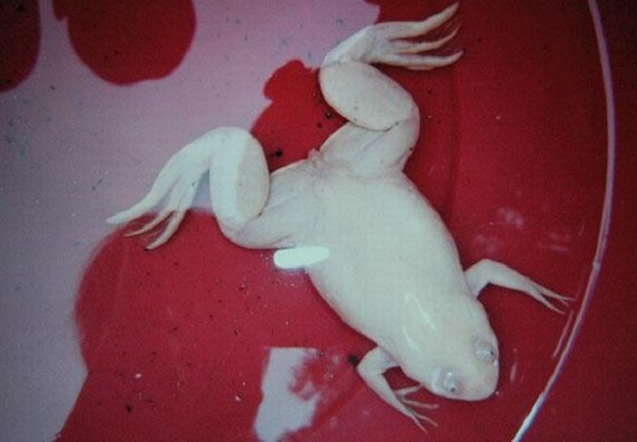 Лягушка-альбинос, обнаруженная в жилом корпусе института Шэньси в Китае.