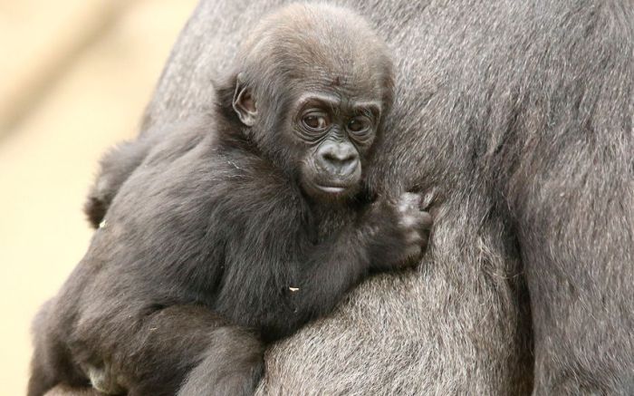 Новорождённая горилла с мамой в зоопарке в Австралии. Фото Mark Kolbe.