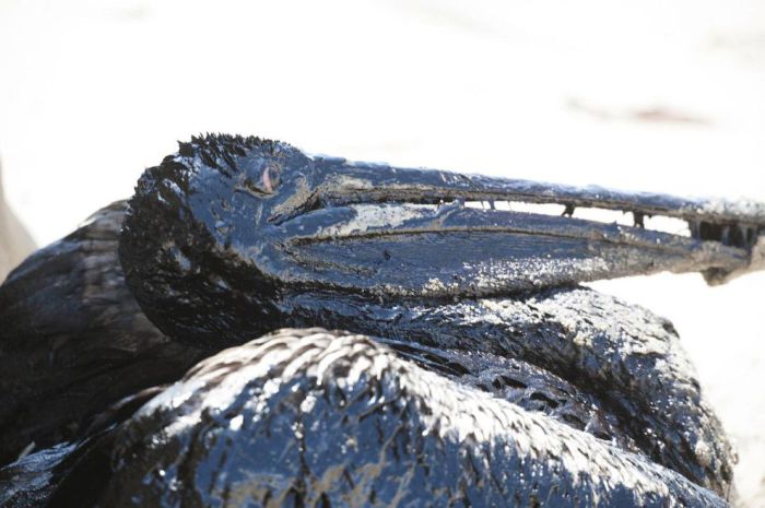 Около 80 тысяч литров сырой нефти вылилось в океан из поврежденной трубы у побережья американского города Санта-Барбара в штате Калифорния, 20 мая 2015. Фото Kenneth Song.