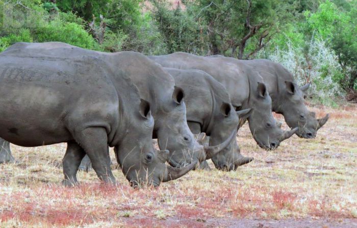 Носороги в Национальном парке Крюгера, Южная Африка. Фото Greatstock.