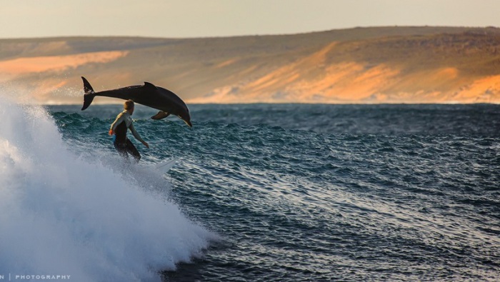 Дельфин в красивом прыжке.