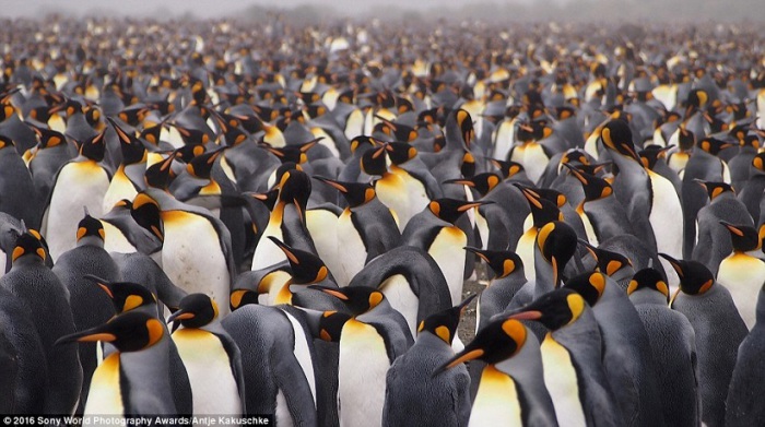 Сотни королевских пингвинов стоят вместе и смотрят в разных направлениях. Фотограф Antje Kakuschke.