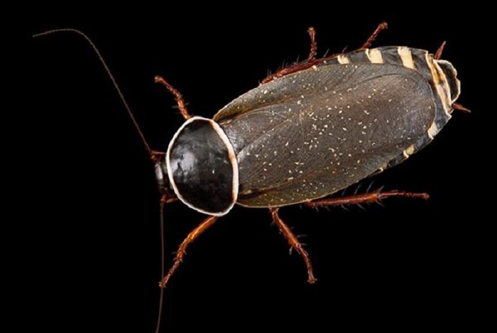 В 2002 году был обнаружен таракан "Уборщик", который питается гуано гигантских фруктовых летучих мышей.