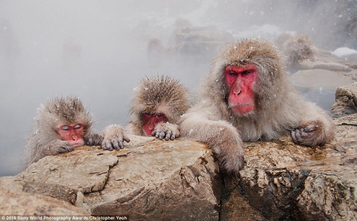 В суровых климатических условиях, где снег лежит до четырех месяцев в году, обезьяны купаются в термальных источниках Дзигокуя-Онсен, принимая горячие ванны. Фотограф Christopher Yeoh.