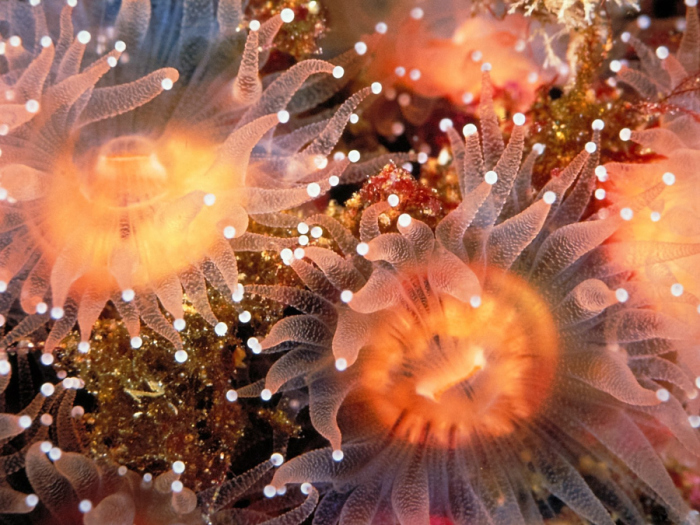 Крупные коралловые полипы, напоминающие фантастические цветы. Фотограф: John Penrith.