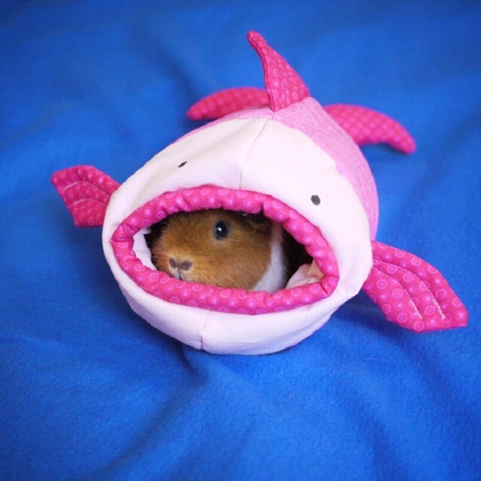 Морская свинка в симпатичном костюме акулы.