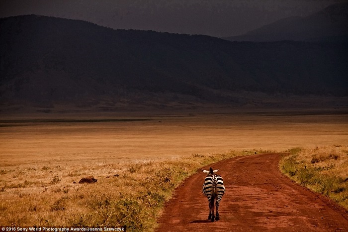 Одиноко гуляющая зебра в саванне. Фотограф Joanna Szewczyk.