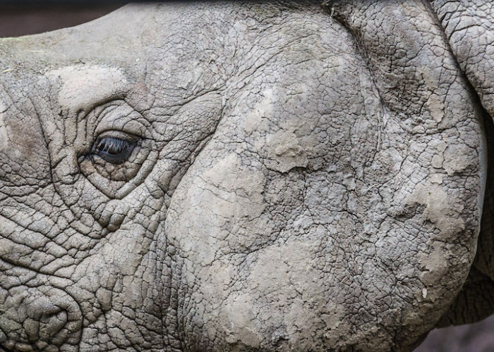 Портрет слона. Фотограф - David Kotsibie.