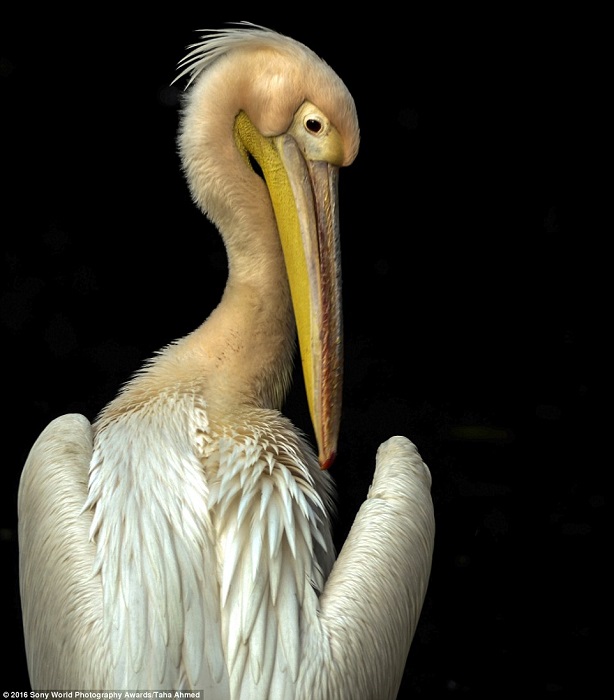 Пеликан величественен и красив. Фотограф Taha Ahmed.