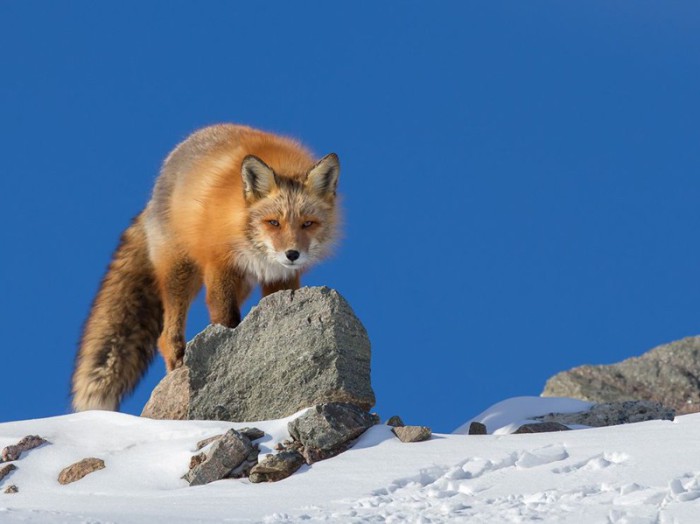Хитрый взгляд рыжей лисы. Фотограф Fred Lemire.