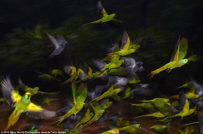 Полёт птиц в ночное время. Фотограф Taha Ahmed.