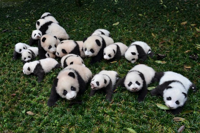 Рекордное количество появившихся на свет панд Чэнду в провинции Сычуань, Китай.