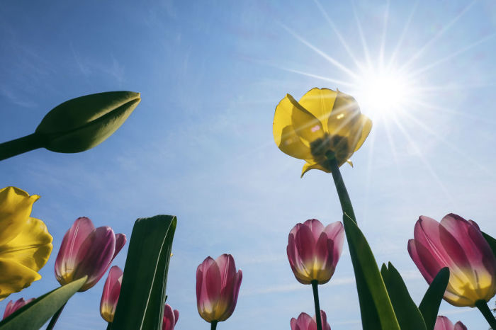 Миллионы цветущих тюльпанов весной украшают многочисленные цветочные поля в Нидерландах.