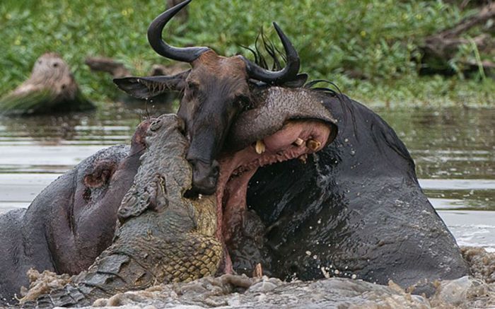 Бегемот и крокодил против антилопы гну.