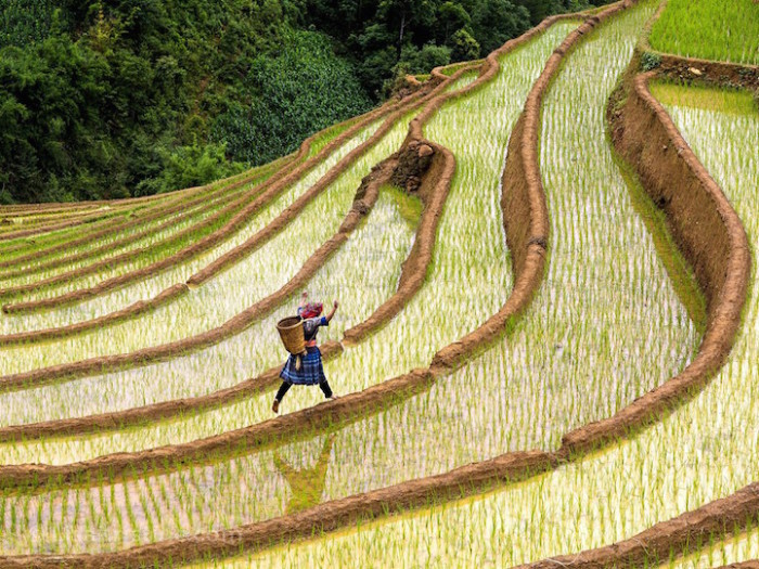 Прыжок женщины по рисовым террасам.