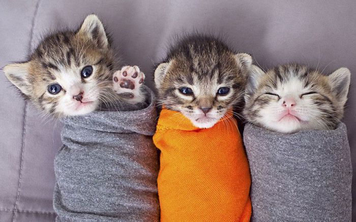 Эти красотульки котята находятся в приюте для животных. Фото Best Friends.