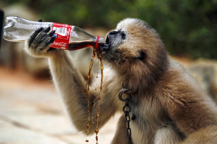 Мартышка пьёт из пластиковой бутылки напиток, который ему дал турист.Зоопарк Куньмин, провинция Юньнань, Китай.