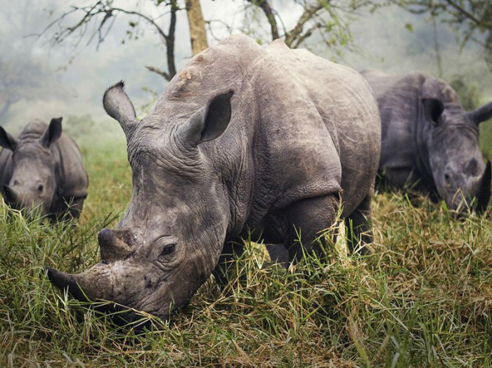 Носороги, вторые по величине сухопутные животные на планете после слона. Фотограф Stefane Berube.