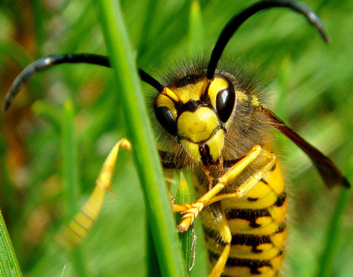 Жалящее стебельчатобрюхое, не относящиеся к пчёлам и муравьям. Фотограф Игорь.
