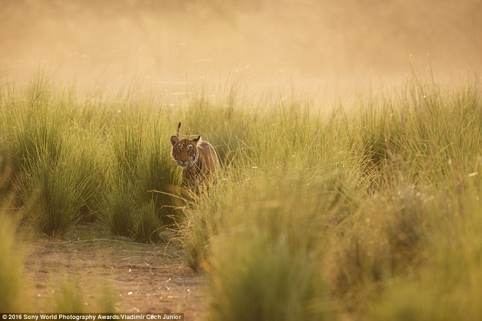 Тигр крадущийся через высокую траву в Индии. Фотограф Vladimir Cech Junior.