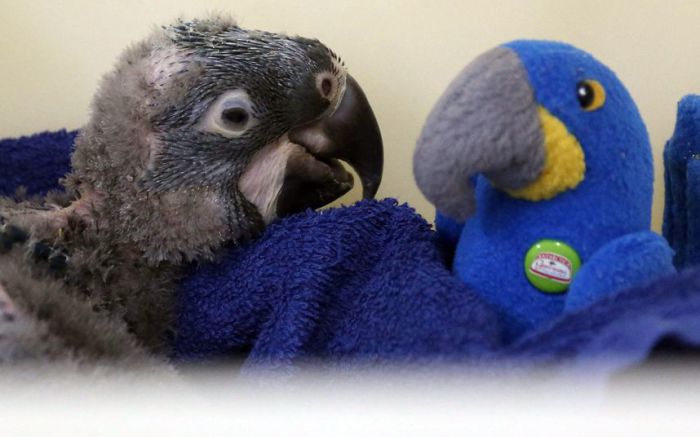 Новорожденный ара знакомится с игрушкой. Фото Alamy.