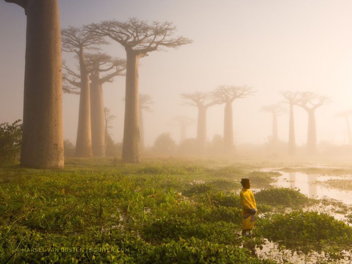 Дерево баобаб является важным источником воды — оно может хранить в стволе до 4 000 литров. Фотограф Marsel van Oosten.