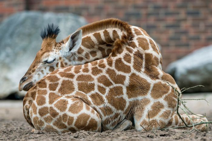 Жирафы спят только около 30 минут в сутки, и застать их за этим делом непросто. Именно поэтому вплоть до 1950 года считалось, что жирафы не спят вовсе.