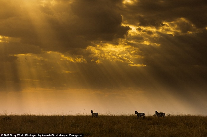 Зебры в поле во время восхода солнца. Фотограф Govindarajan Venugopal.