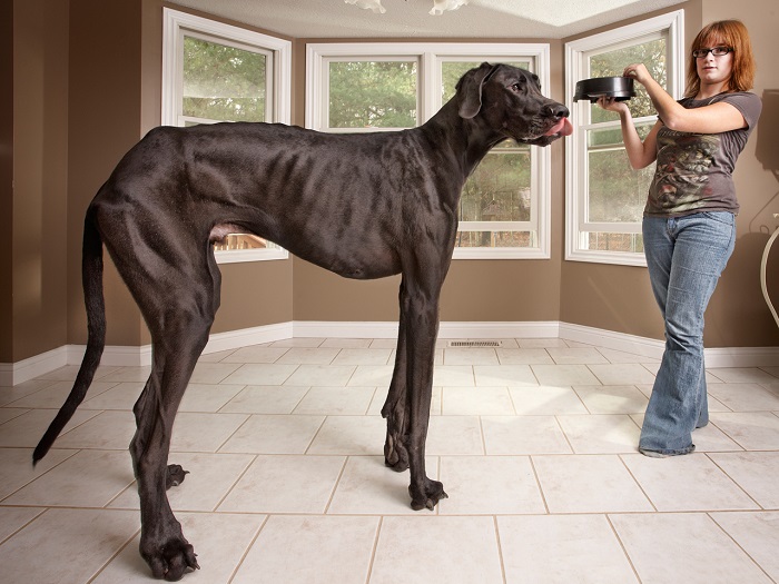 Самый огромный пёс на планете. В 2013 году официально записан в Книгу рекордов Гиннеса.