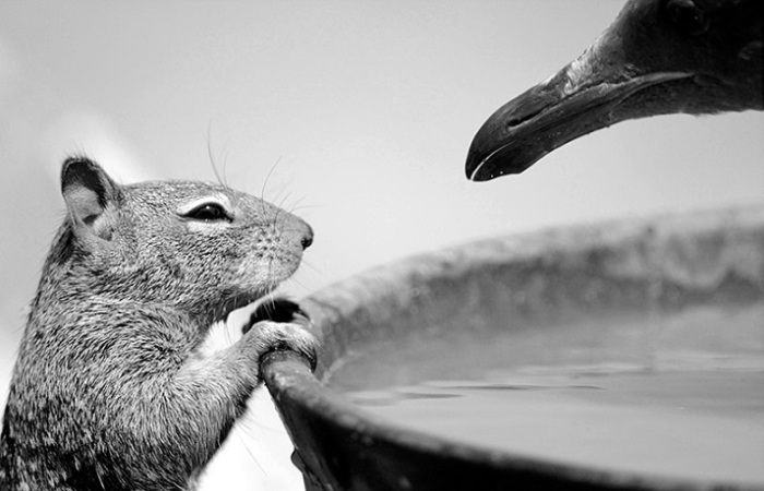 Чайка отгоняет белку от емкости с водой на одном из калифорнийских пляжей. Фотограф Карлос Перес Наваль.