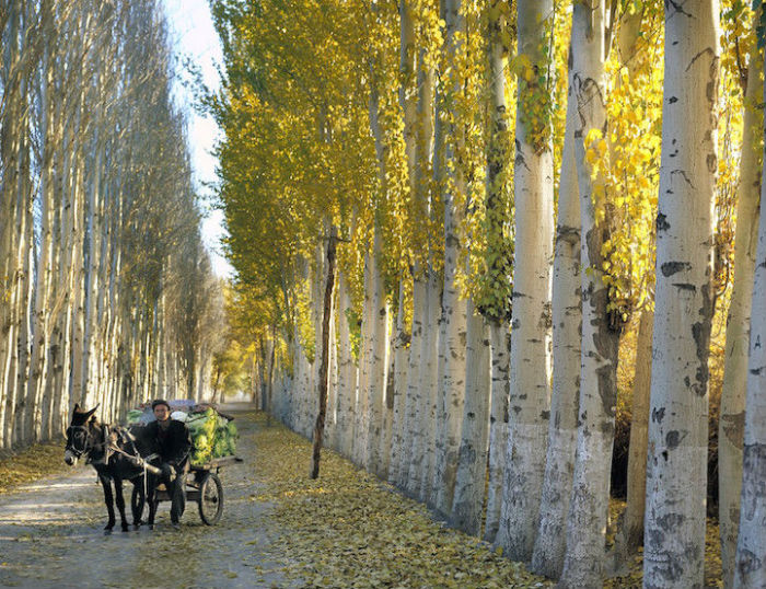 Аллея тополей в Кашгар Синьцзян-Уйгурского автономного района Китая.