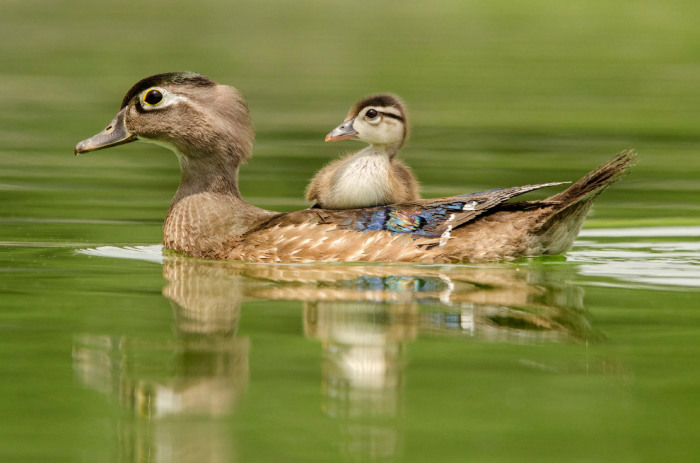 Род водоплавающих птиц. Фотограф Питер Брэннон (Peter Brannon).