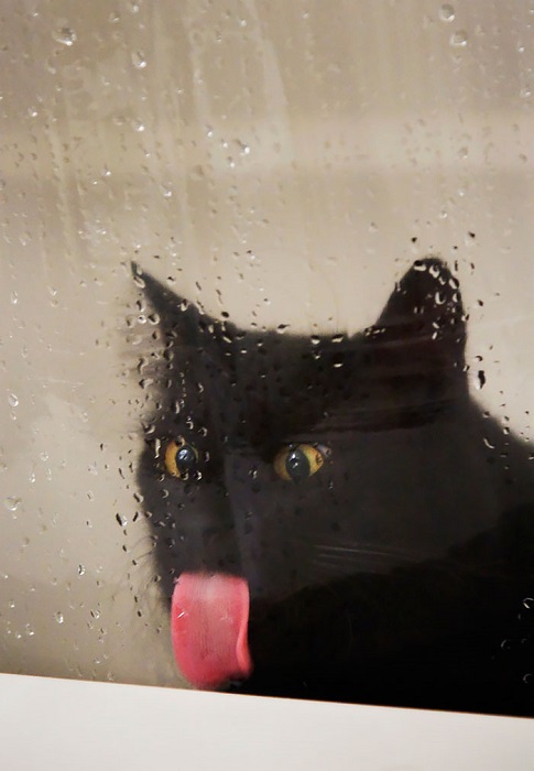 Кот,  который ловит капли дождя.