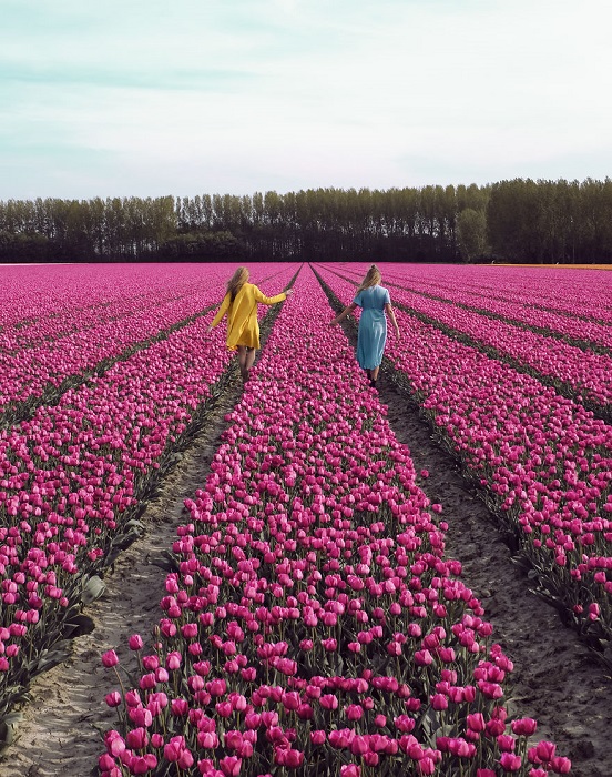 Удивительные цветы стали визитной карточкой маленькой страны Нидерланды.