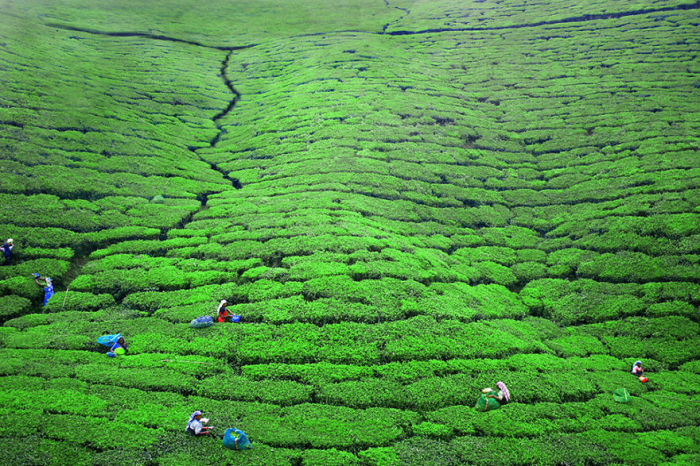 Огромные чайные плантации с работниками на острове Шри-Ланка.