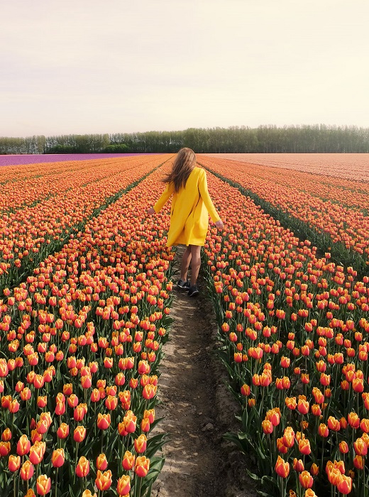 По всей стране голландцы выращивают более 1500 различных сортов тюльпанов.