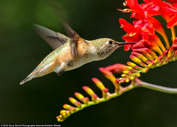 Крылья колибри очень гибкие, за одну секунду она делает 80 взмахов крыльями, а также она может летать назад, вперед, вниз головой, задом наперед - это единственная птица в мире, которая наделена такими способностями.<br>Фотограф Sheldon Bilsker.