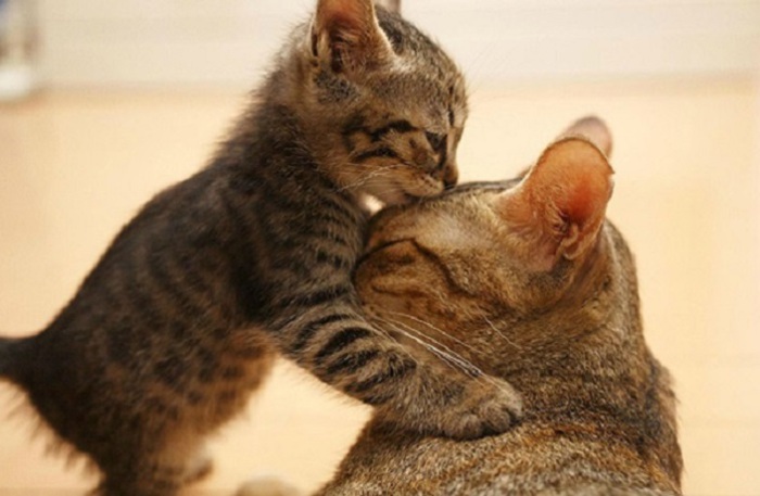 Маленький котёнок балуется с мамой, обнял ее лапками и облизывает.