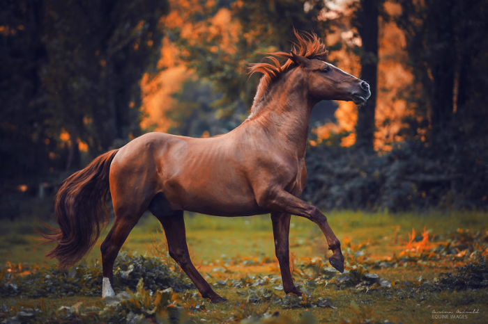 Поразительная красота и грациозность лошади.