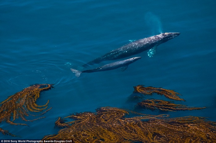 Момент захвата ламинариями серого кита и её телёнка вдоль Калифорнийского побережья. Фотограф Douglas Croft.