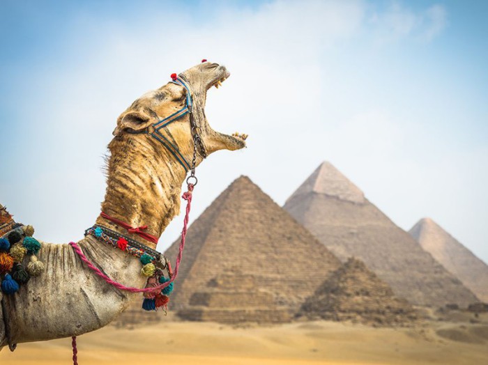 Верблюд в Египте. Фотограф Claire Thomas.
