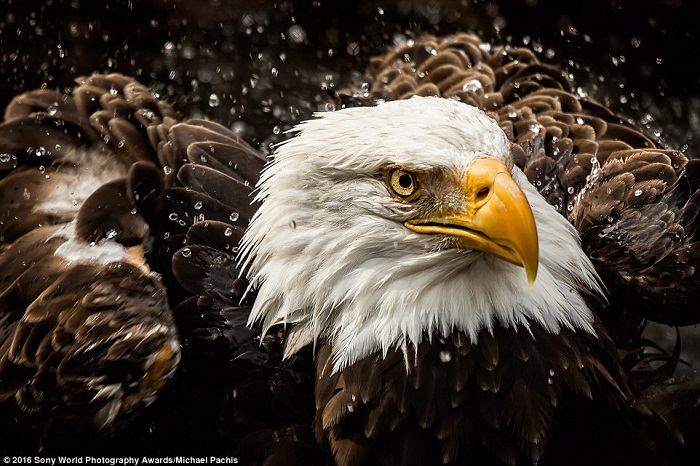 Грозный орёл во время дождя. Фотограф Михаэль Пачис (Michael Pachis).
