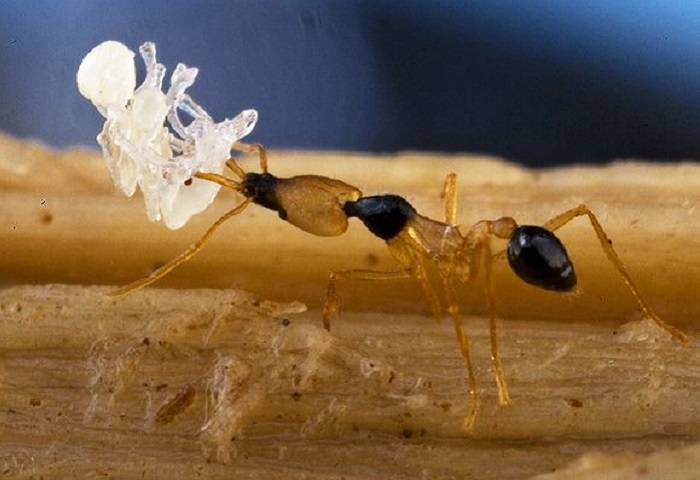 Этот муравей может быть не таким большим, как тигр, но он также свиреп и опасен для мелких беспозвоночных существ, попавших в опавшие листья тропического леса.
