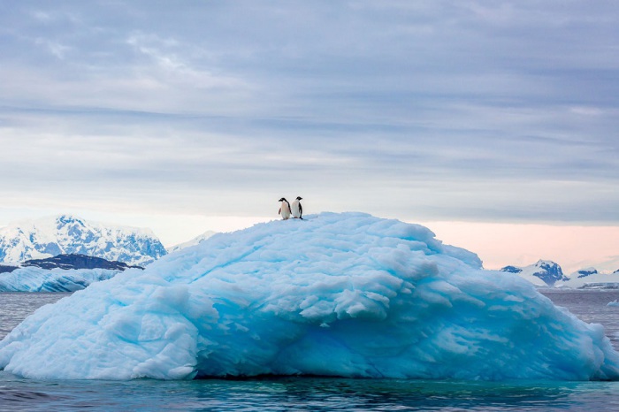 «Во время поездки по воде вдоль Антарктического полуострова, мы увидели двух пингвинов смотрящих на окрестности с вершины айсберга». Фотограф Дэвид Менакер (David Menaker).