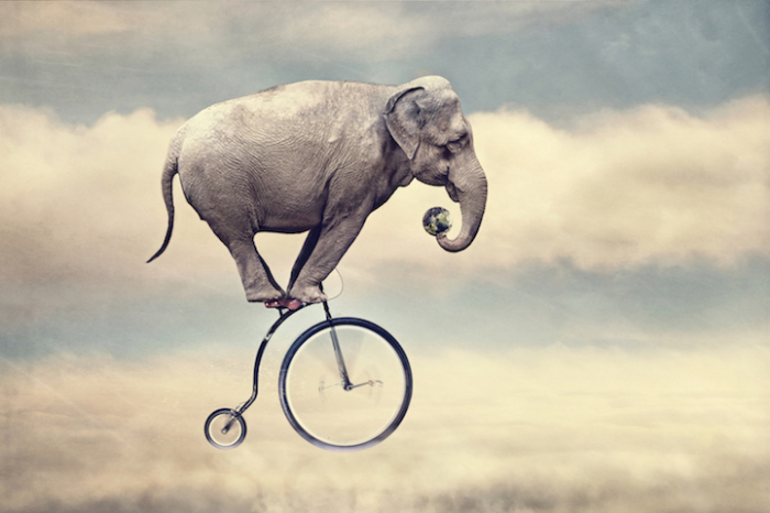 Слон катается на велосипеде. Автор фотографии: Хосе Мария Перез (Jose Maria Perez), Аргентина.