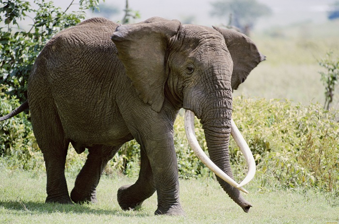 Слон в ярости представляет смертельную опасность для человека.