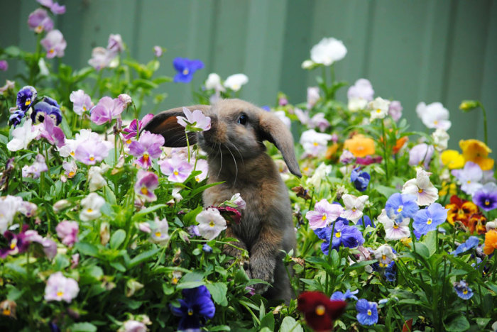 Заяц наслаждается сладкими ароматами цветов.