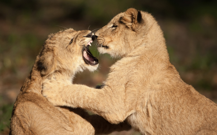 Львята играют в Зоопарке Джэксонвилла во Флориде, США.